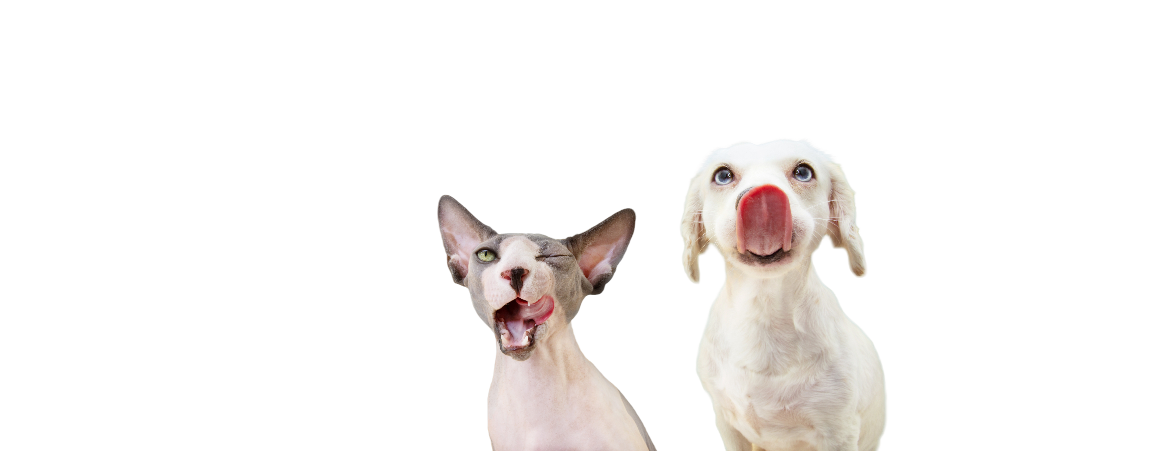 Un gato y un perro