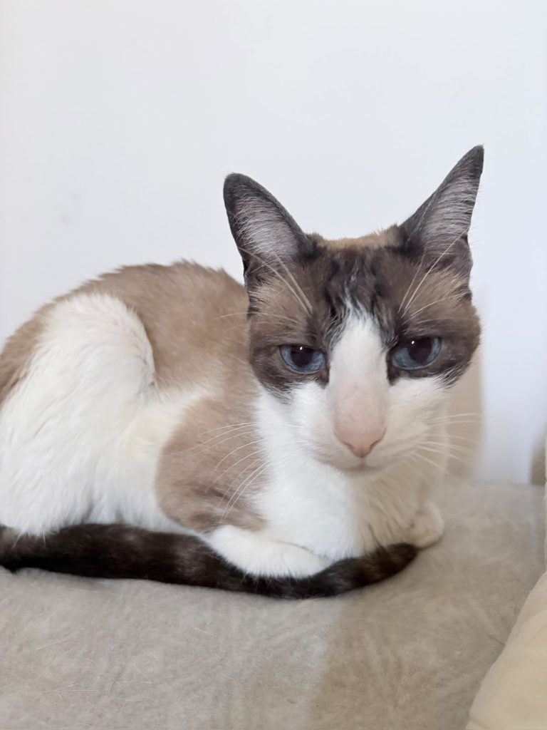 Akiva, paciente de Mutual Vet