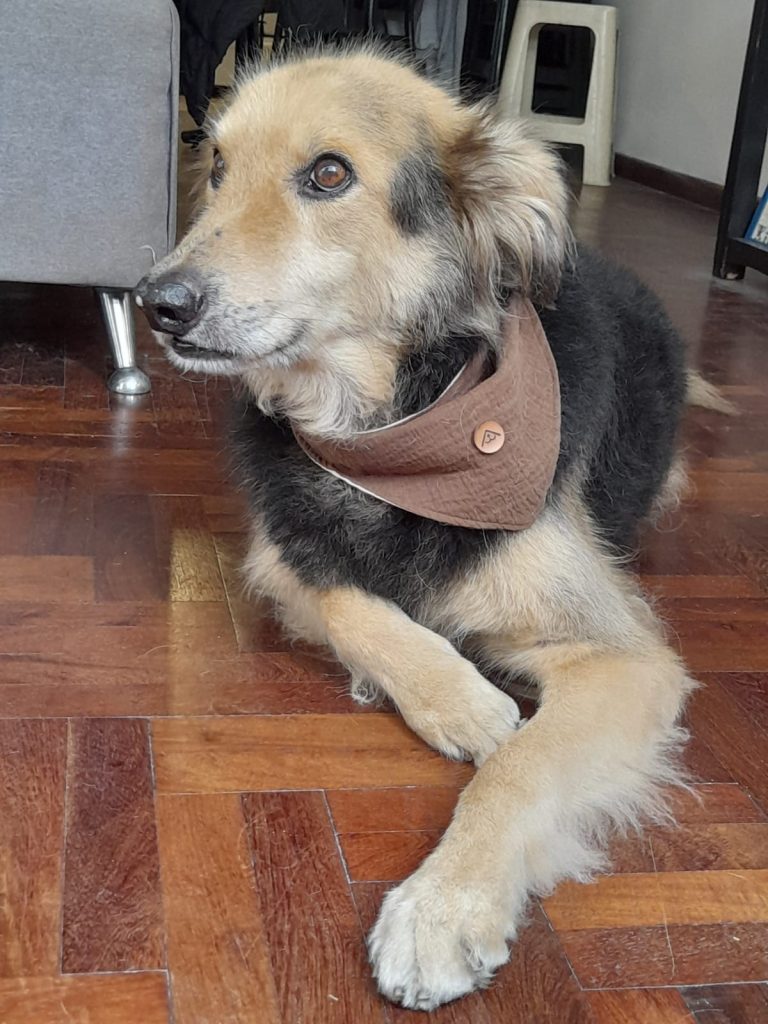 Bruno, paciente de Mutual Vet
