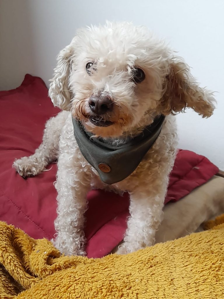 Cabro, paciente de Mutual Vet