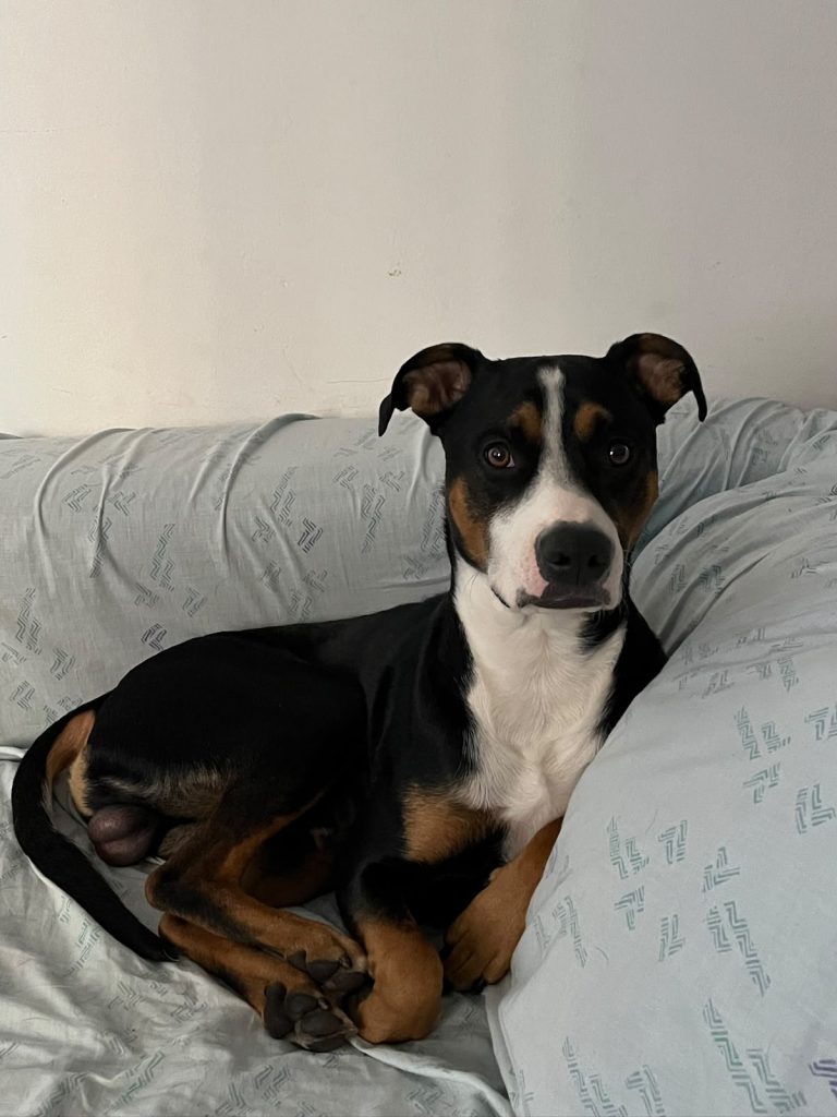 Enzo, paciente de Mutual Vet