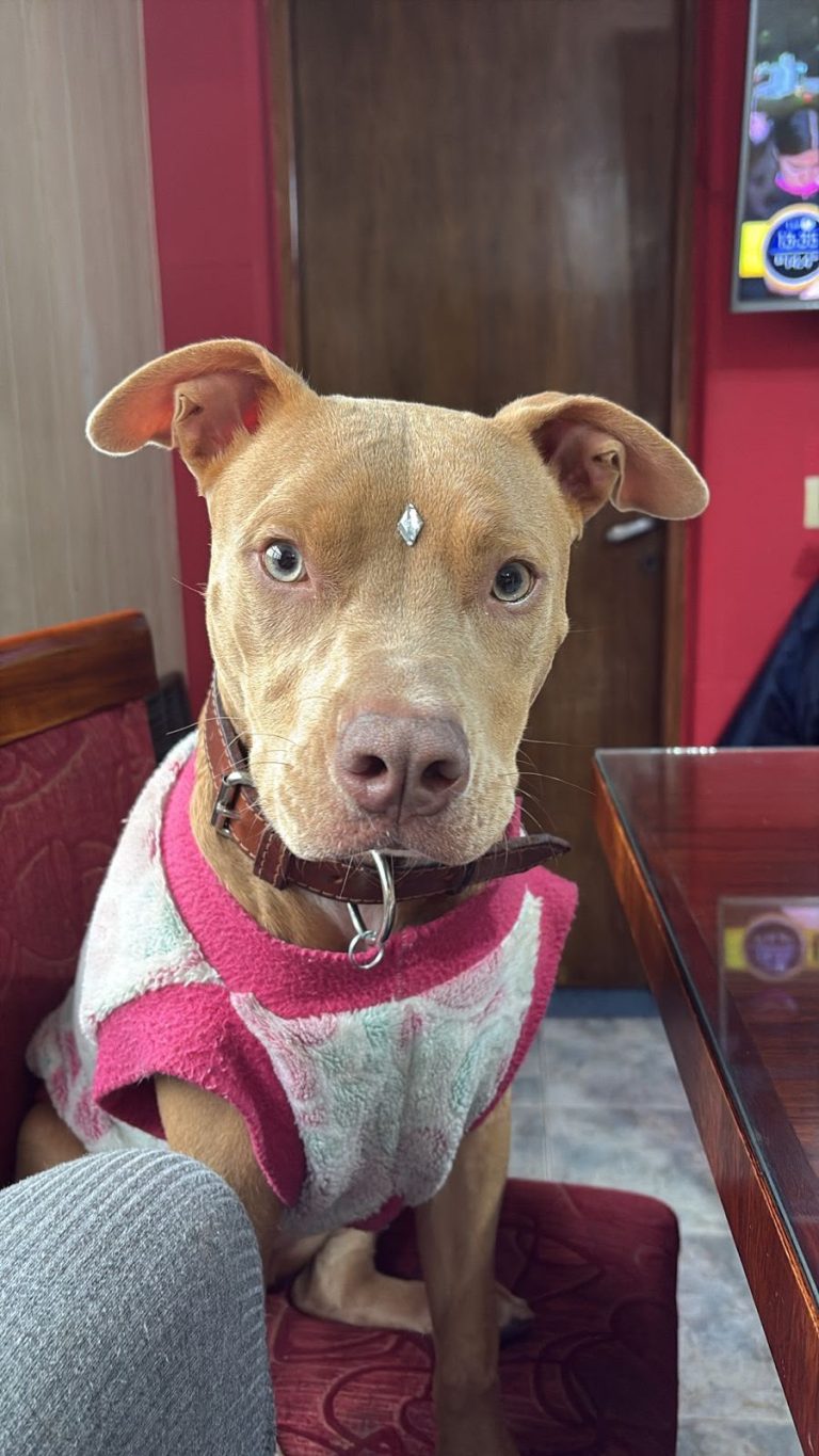 Reina, paciente de Mutual Vet