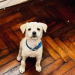 Caramelo, un cachorro de pelaje claro con collar azul, en su casa.