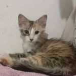 Chimi, una gatita tricolor, descansando sobre una manta.