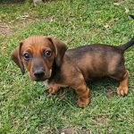 Cleto, un cachorro marrón, jugando sobre el césped.
