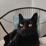 Miel Giménez, una gata negra de ojos amarillos, descansando en una cama.