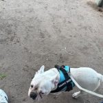 Perro blanco con arnés azul paseando al aire libre, en la foto de la reseña.