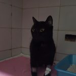 Othila, una gata negra, durante su internación.