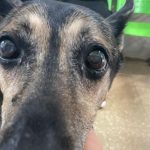 Primer plano de la perrita cuya familia compartió su experiencia de internación.