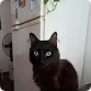 Patroclo, el gato de Bruno Ceccatto