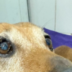 Perro salchicha en la foto adjunta al testimonio de Carolina Acuña