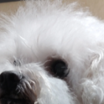Perro blanco en la foto adjunta al testimonio de Nani Erbin